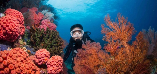 A couple of scuba divers exploring a vibrant coral reef in Hurghada, Egypt.